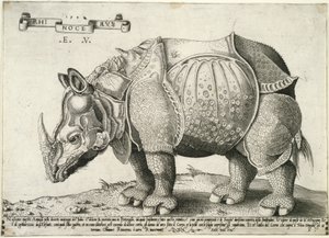 Næsehorn, 1548